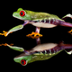 Illustration for article titled This is easily the cutest tree frog weve ever seen